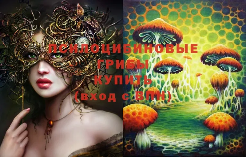 Галлюциногенные грибы Psilocybe  kraken зеркало  Подольск 